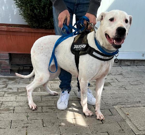 LOLA DOGO ARGENTINO ADOZIONE DEL CUORE Foto 4
